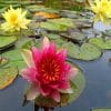 River Water Flowers paint by numbers