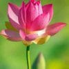 Lotus Flowers paint by numbers