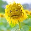 Sad Yellow Sunflower paint by numbers