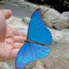 Scarce Morpho paint by numbers