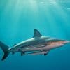 Vicious Shark In Ocean paint by numbers