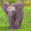 Small Elephant Calf paint by numbers