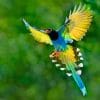 Taiwan Blue Magpie Bird paint by numbers