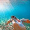 Aesthetic Sea Turtle In The Ocean paint by numbers