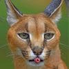 African Caracal paint by numbers