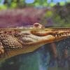 Alligator In The Water paint by numbers