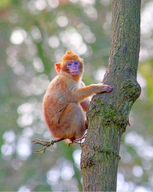 Ape Baby Monkey At Chileanpine paint by numbers