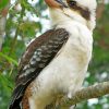 Australian Birds kookaburra paint by numbers