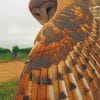 Barn Owl Bird paint by numbers