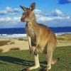 Beautiful Kangaroo paint by numbers