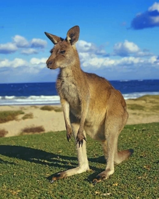 Beautiful Kangaroo paint by numbers