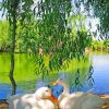 Beautiful White Duck paint by numbers