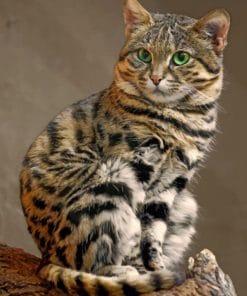 Black Footed Cat paint by numbers