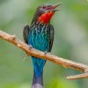 Blue And Red Finch Bird paint by numbers