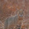 Bobcat Animal paint by numbers