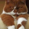 Brown And White Cat paint by numbers
