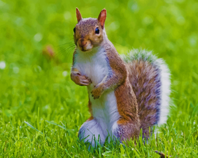 Brown And White Squirrel paint by numbers