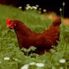 Brown Chicken In Grass Field paint by numbers