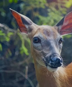 Brown Deer In Forest paint by numbers