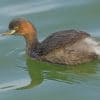Brown Duck Swimming paint by numbers