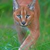 Caracal Cat paint by numbers