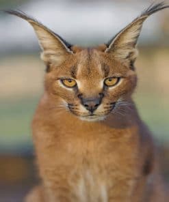 Caracal Cat paint by numbers