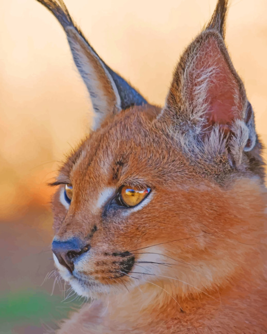 Caracal Lynx paint by numbers