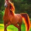 Chestnut Horse paint by numbers