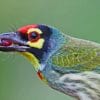 Colorful Bird Holding Berry In Beak paint by numbers