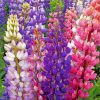 Colorful Lupine Flowers paint by numbers