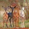 Cute Baby Deers paint by numbers