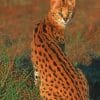 Cute Small Wild Cat paint by numbers