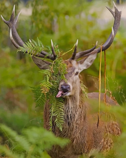 deer In The Forest paint by numbers