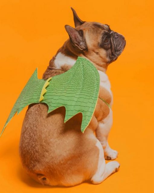 Dog Models Dragon Wings Costume paint by numbers