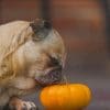 Dog Pug Smelling Pumpkin paint by numbers