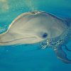 Dolphin Playing With Water paint by numbers