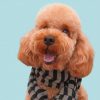 Domestic Dog With Scarf paint by numbers