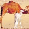 Dromedary Camels In Egypt paint by numbers