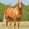 Golden Stallion Horse paint by numbers