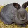 Gray Rabbit On Brown Hay paint by numbers