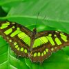 Green Malachite Butterfly paint by numbers