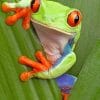 Green Tree Frog With Red Eyes paint by numbers