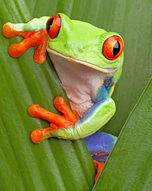 Green Tree Frog With Red Eyes paint by numbers