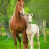 Horse And Foal paint by numbers