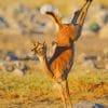 Impala Jumping paint by numbers