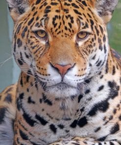 Jaguar Animal paint by numbers