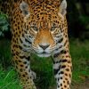 Jaguar In The Forest paint by numbers