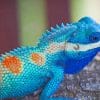Lacerta Viridis Iguana paint by numbers