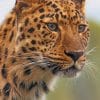 Leopard Face paint by numbers