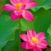Lotus Flowers paint by numbers
